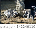 向かい合うペンギン達 142240110