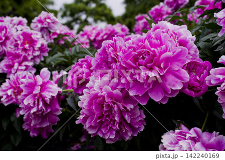 芍薬園にピンク色のシャクヤクが咲いています。このシャクヤクの名前はサラ・ベルナールです。 芍薬園にピンク色のシャクヤクが咲いています。このシャクヤクの名前はサラ・ベルナールです。 142240169