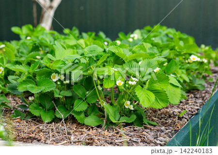Fresh strawberry plants blooming in organic garden bed Fresh strawberry plants blooming in organic garden bed 142240183