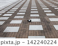 幾何学的な格子パターンが広がる石畳の中央にポツンとたたずむ一羽のハト。シュールでデザイン性の高い広場 142240224