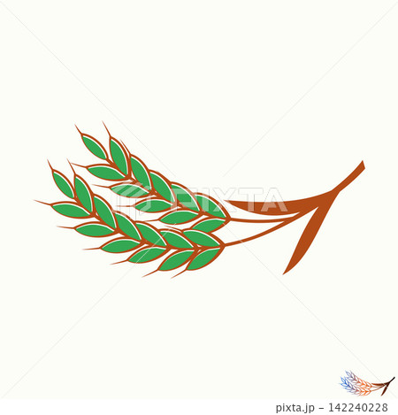 Green wheat stalk illustration for agriculture logo, organic farming, grain harvest, bakery, cereal, field, natural food, and barley product element. Green wheat stalk illustration for agriculture logo, organic farming, grain harvest, bakery, cereal, field, natural food, and barley product element. 142240228