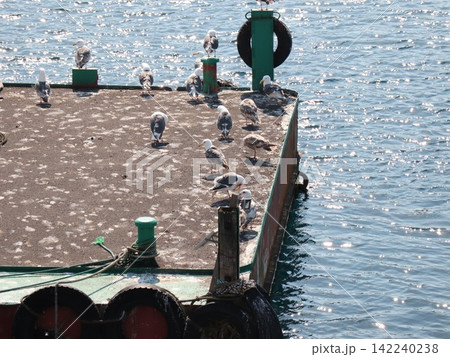 桟橋に集まるカモメの群れときらめく湖面 桟橋に集まるカモメの群れときらめく湖面 142240238