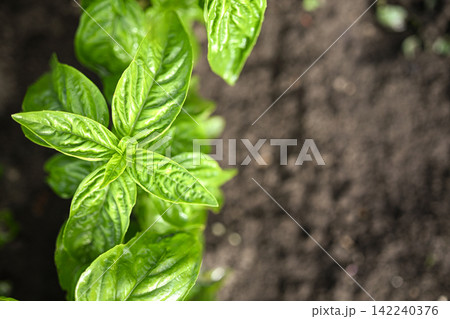 Fresh green basil growing in garden soil with copy space Fresh green basil growing in garden soil with copy space 142240376