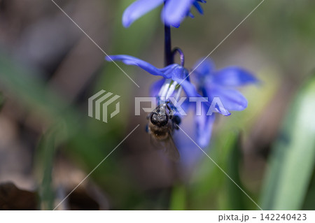 Honey bee pollinating blue siberian squill flower in early spring forest, macro Honey bee pollinating blue siberian squill flower in early spring forest, macro 142240423