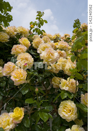 薔薇園に黄色い薔薇の花が咲いています。 薔薇園に黄色い薔薇の花が咲いています。 142240562