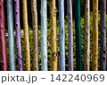 カラフルに着色された木 142240969