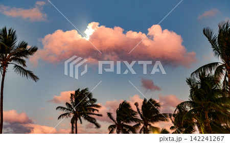 Summer sunset with palm tree silhouette. Exotic nature. Palm tree. Summer vacation in Miami south beach, Florida. Palm tree on sunny day. Tropical beach in Miami Summer sunset with palm tree silhouette. Exotic nature. Palm tree. Summer vacation in Miami south beach, Florida. Palm tree on sunny day. Tropical beach in Miami 142241267