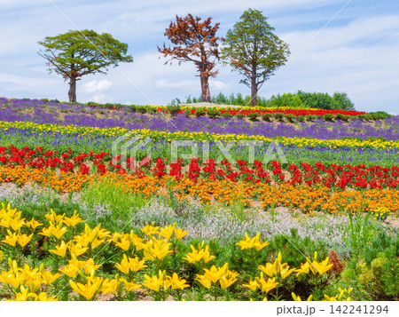 北海道美瑛ぜるぶの丘のカラフルな花畑と夏空 北海道美瑛ぜるぶの丘のカラフルな花畑と夏空 142241294
