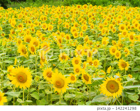 北海道美瑛ぜるぶの丘に広がるひまわりの花畑 142241298