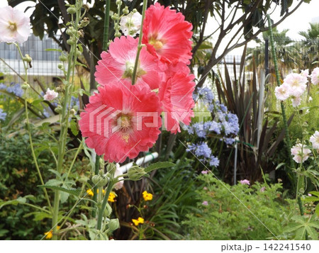 赤色の花のタチアオイ 142241540