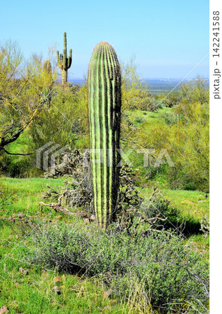 Old Saguaro Cactus Sonora desert Arizona Old Saguaro Cactus Sonora desert Arizona 142241588