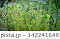 Close up small green plant . Green natural background 142241649