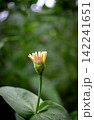 Close up yellow flower and pink pollen on blur green natural background. Natural green background. 142241651