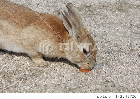 大久野島でニンジンを食べる野生のウサギ 142241726