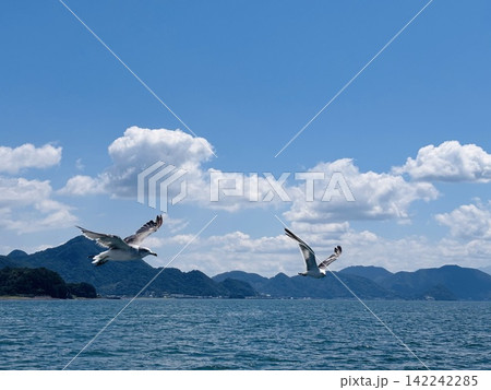 海とカモメ　遊覧船 142242285