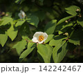 満開の白い椿の花 142242467