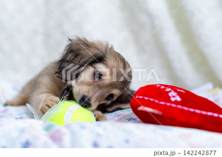 カニンヘンダックスの仔犬 142242877