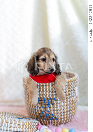 カニンヘンダックスの仔犬 カニンヘンダックスの仔犬 142242915