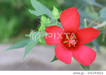 red hibiscus flowers in green grass 142243022