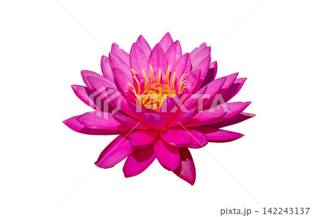 pink water lily isolated pink water lily isolated 142243137