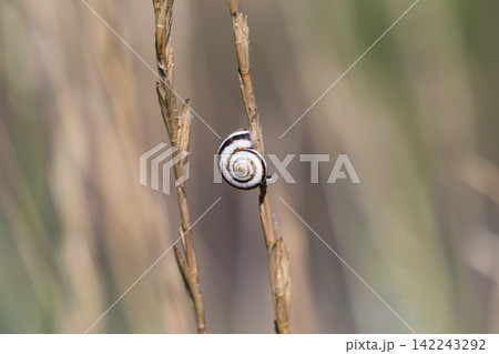 photo of a shell on a blade of grass photo of a shell on a blade of grass 142243292