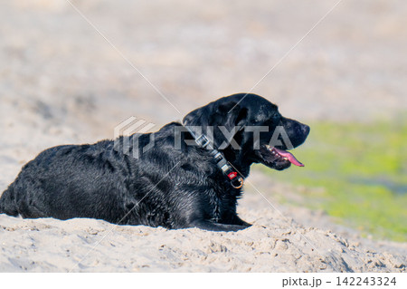 black Labrador on the beach in summer. black Labrador on the beach in summer. 142243324