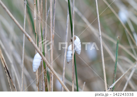 photo of a shell on a blade of grass photo of a shell on a blade of grass 142243338
