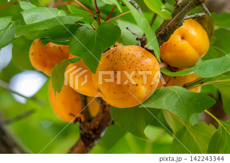 Ripe apricots 142243344