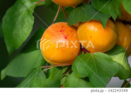 Ripe apricots 142243349