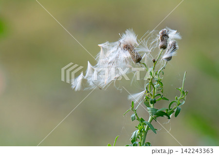 inflorescences of common thistle with seeds and airy white caps inflorescences of common thistle with seeds and airy white caps 142243363