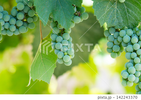 bunches of grapes ripening in summer bunches of grapes ripening in summer 142243370