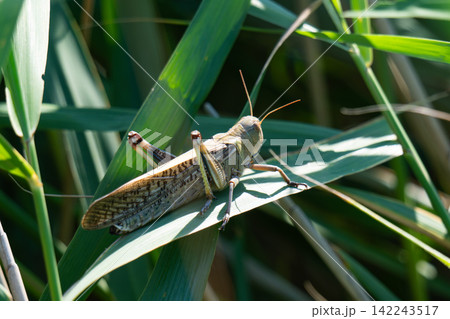 photo of a locust sitting on a reed leaf 142243517