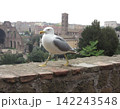 ローマのコロッセオのカモメ 142243548