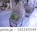 パレルモのトゲトゲした植え込みの並び 142243549