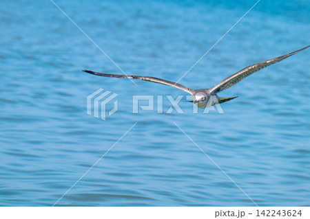 photo of a seagull  142243624
