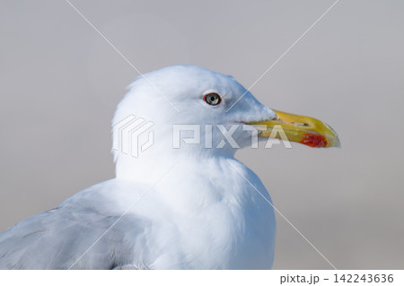 photo of a seagull photo of a seagull 142243636