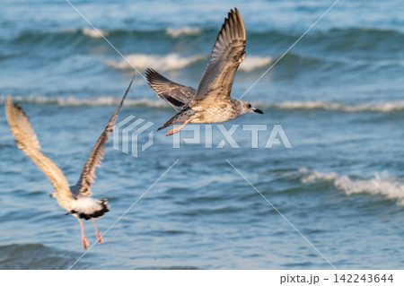 photo of a seagull photo of a seagull 142243644