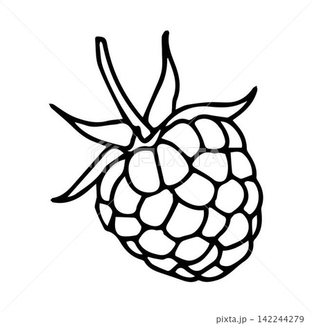 raspberries . Vector illustration raspberries . Vector illustration 142244279