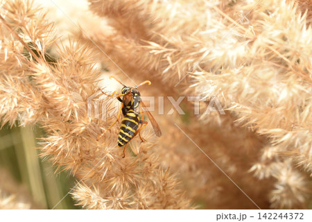 A black and yellow striped wasp sits on the grass. A black and yellow striped wasp sits on the grass. 142244372