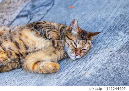 虎猫 寅猫 トラ猫 142244405