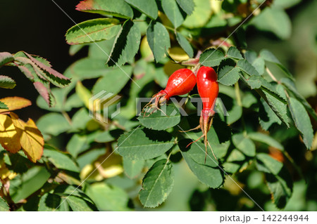 Close-up of rosehip fruits ripening in September and October, medicinal red rosehip fruits on the tree, 142244944