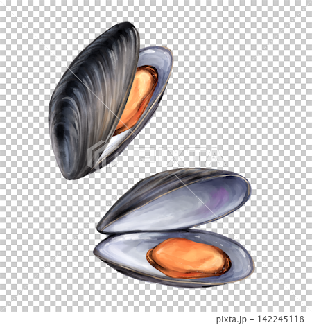 Fresh hand-drawn open mussels seafood illustration Fresh hand-drawn open mussels seafood illustration 142245118