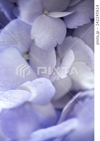 Close-up of delicate purple hydrangea petals showcasing intricate textures and soft hues, creating a visually appealing floral composition in natural light Close-up of delicate purple hydrangea petals showcasing intricate textures and soft hues, creating a visually appealing floral composition in natural light 142245614