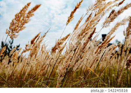 Golden pampas grass and tall wild wheat reeds sway in a sunlit meadow beneath a blue sky. Warm autumn tones, natural texture, organic landscape. Golden pampas grass and tall wild wheat reeds sway in a sunlit meadow beneath a blue sky. Warm autumn tones, natural texture, organic landscape. 142245816