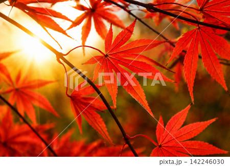 Red Japanese Maple Leaves in Warm Autumn Sunlight Red Japanese Maple Leaves in Warm Autumn Sunlight 142246030