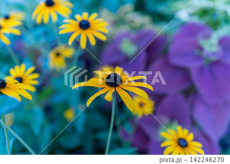 青い夕景に咲く黄色いルドベキアの花 青い夕景に咲く黄色いルドベキアの花 142246270