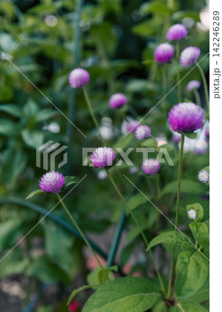 満開に咲く千日紅（センニチコウ）の花畑と背景のボケ 142246289