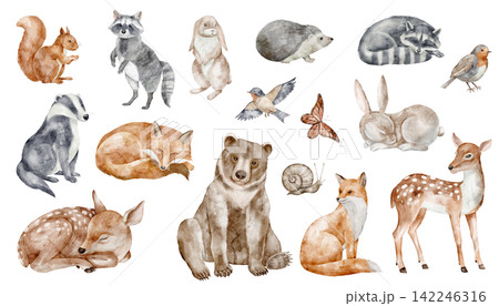 Animals watercolor illustration set. Woodland art with birds and insects isolated on background. Autumn forest clipart with fox, deer, rabbit, squirrel, raccoon, bear for baby nursery wall stickers. Animals watercolor illustration set. Woodland art with birds and insects isolated on background. Autumn forest clipart with fox, deer, rabbit, squirrel, raccoon, bear for baby nursery wall stickers. 142246316