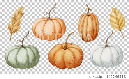 Pumpkin watercolor illustration set with orange, green and white autumn gourds isolated on background. Harvest fall clipart collection for Thanksgiving, farm, food and seasonal designs. Pumpkin watercolor illustration set with orange, green and white autumn gourds isolated on background. Harvest fall clipart collection for Thanksgiving, farm, food and seasonal designs. 142246318