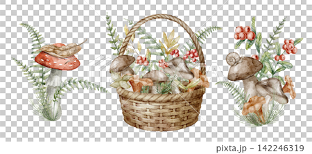 Mushroom basket watercolor illustration set with forest fungi, berries, fern and woodland plants isolated on background. Autumn foraging clipart collection with boletus in wicker basket for harvest. Mushroom basket watercolor illustration set with forest fungi, berries, fern and woodland plants isolated on background. Autumn foraging clipart collection with boletus in wicker basket for harvest. 142246319